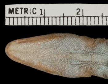 Media type: image;   Herpetology R-6175